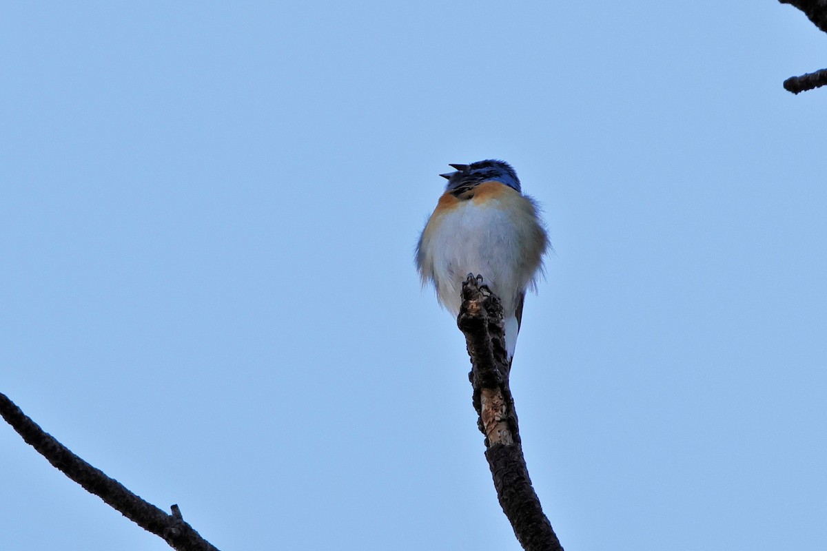 Lazuli Bunting - ML620559787