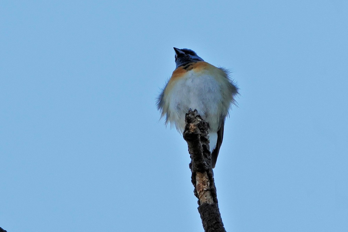 Lazuli Bunting - ML620559789