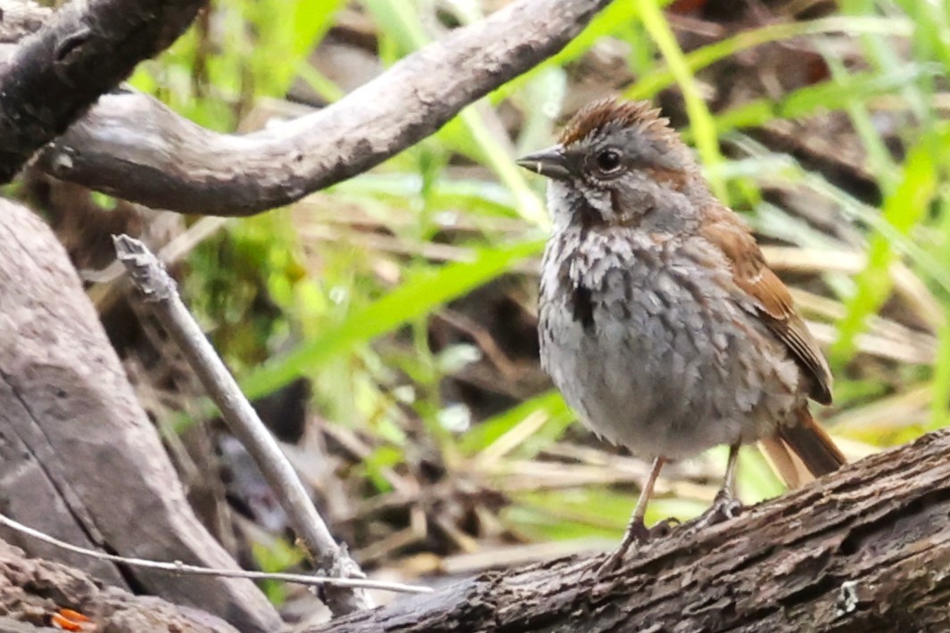 Song Sparrow - ML620559791