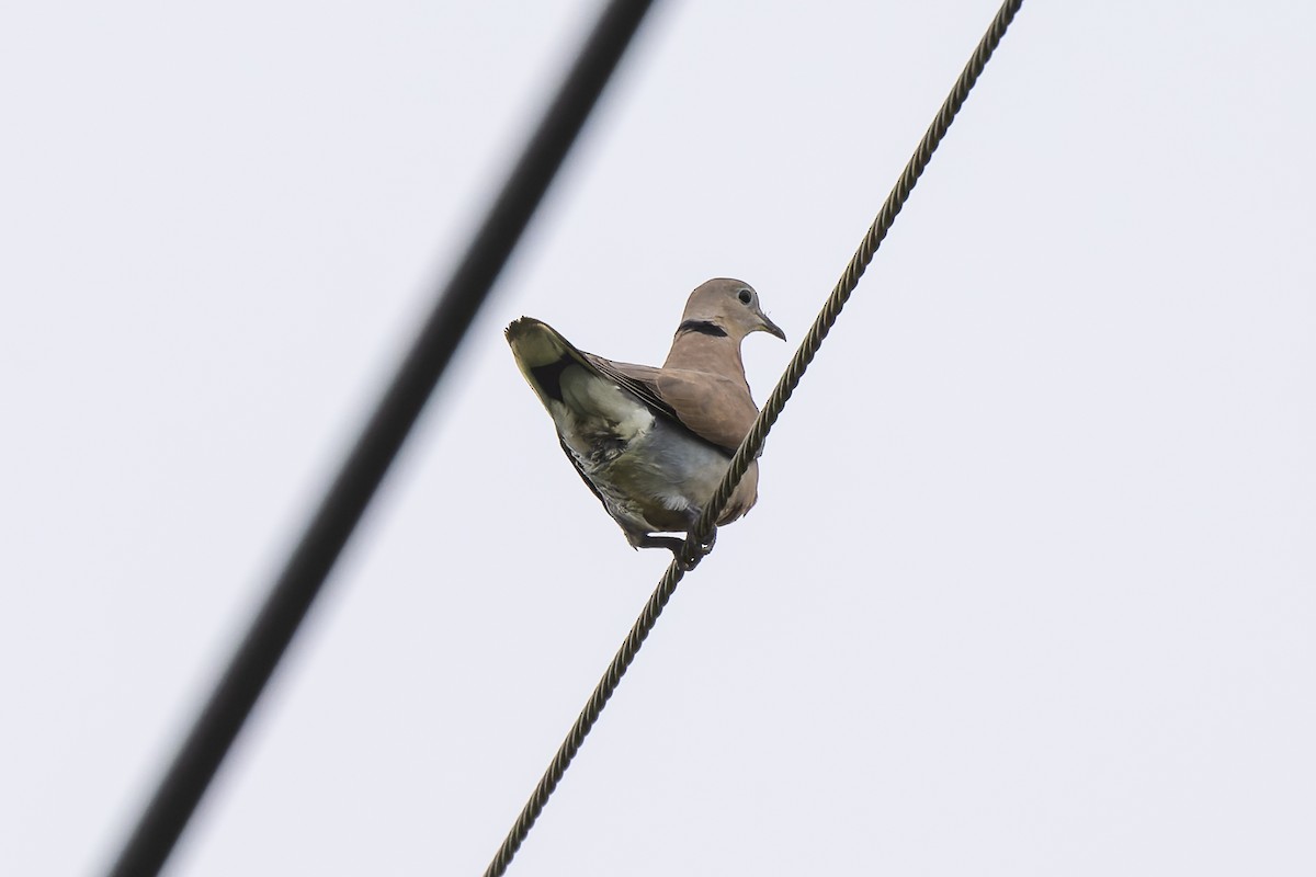 Red Collared-Dove - ML620559794