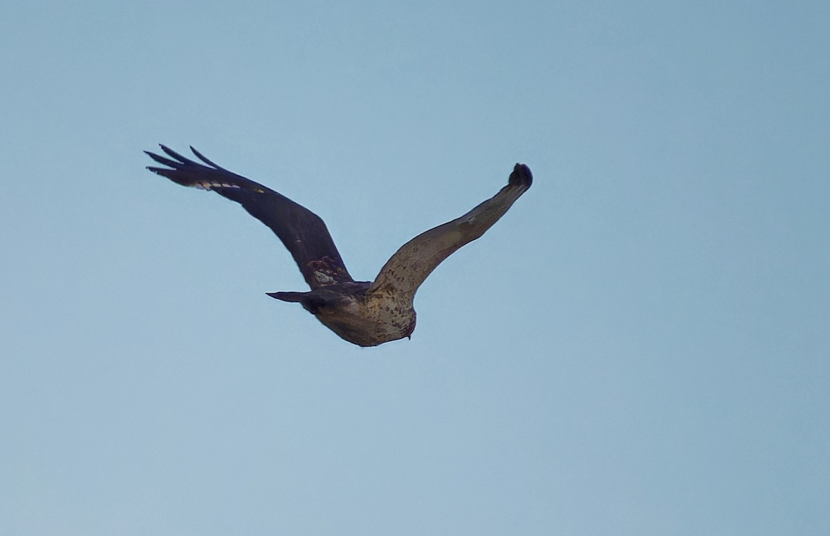 Broad-winged Hawk - Aidan Brubaker