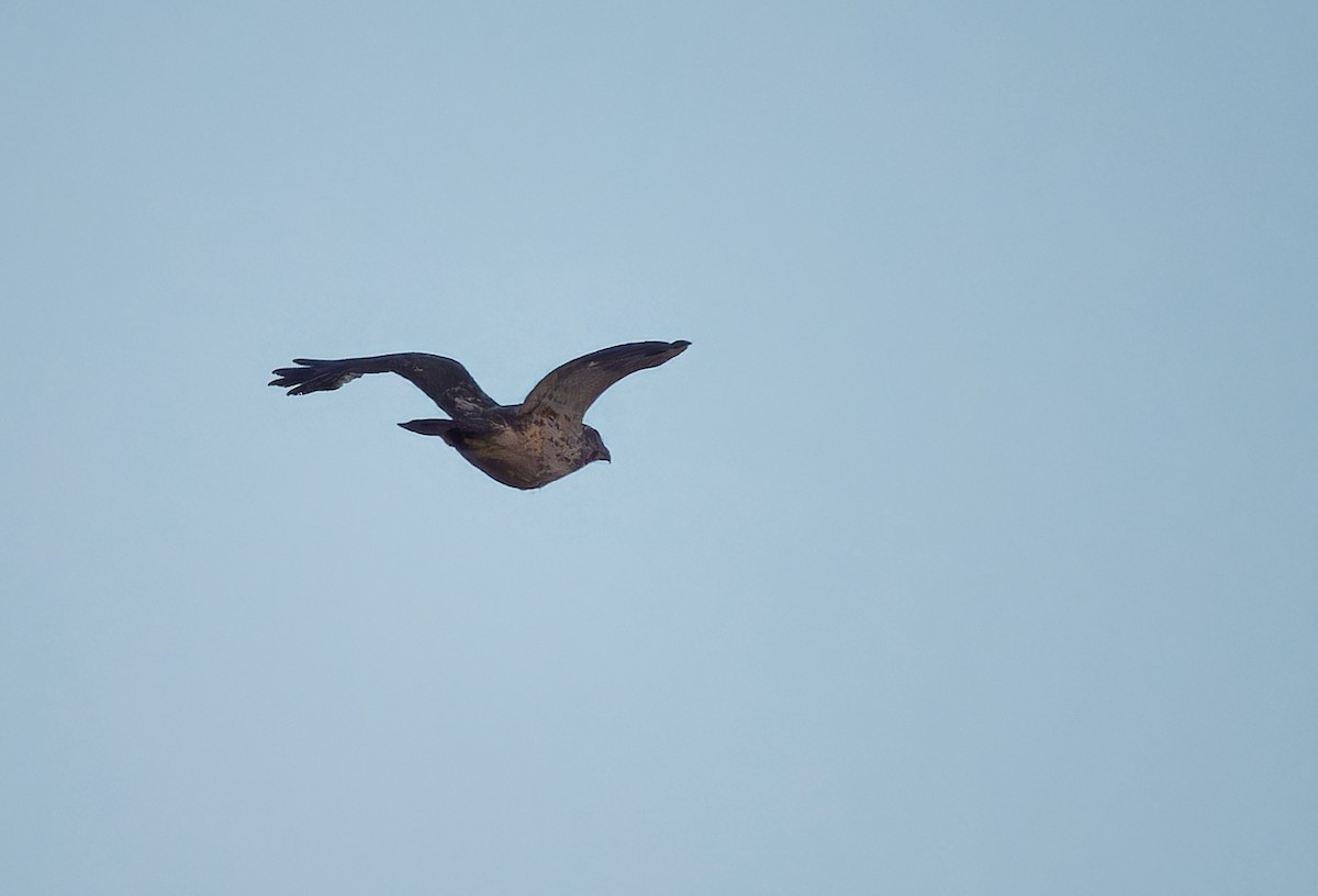 Broad-winged Hawk - ML620559802