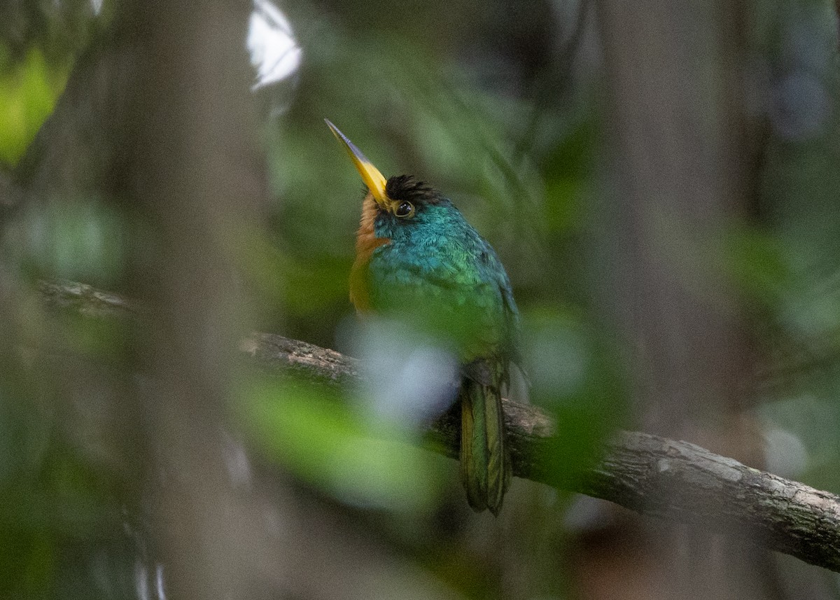 Yellow-billed Jacamar - ML620559806