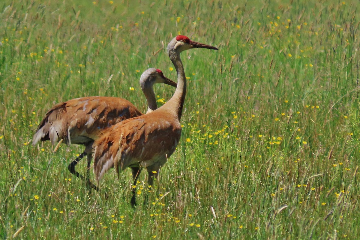 Sandhill Crane - ML620559813