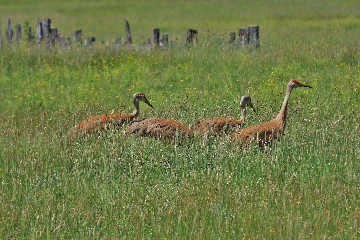 Sandhill Crane - ML620559814