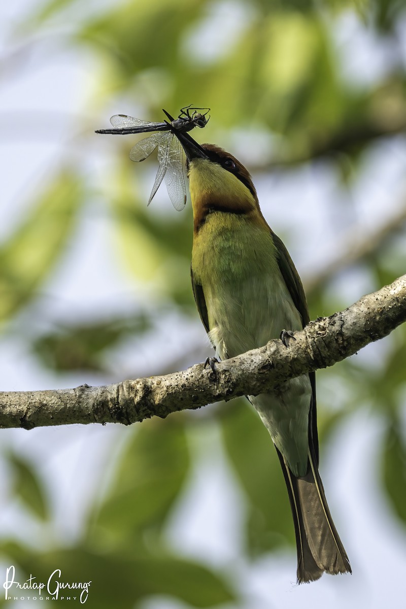 Chestnut-headed Bee-eater - Pratap Gurung