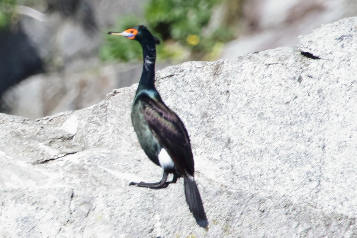 Red-faced Cormorant - ML620559843