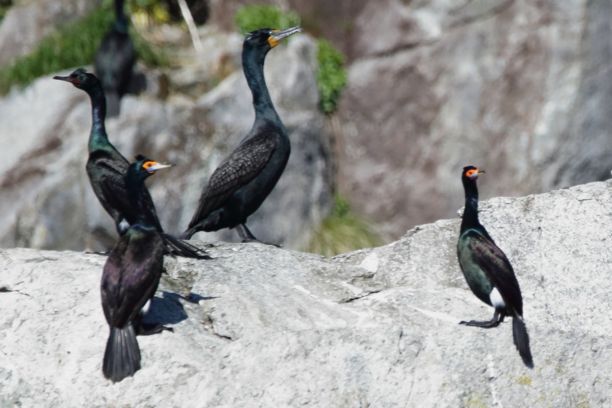 Red-faced Cormorant - ML620559844