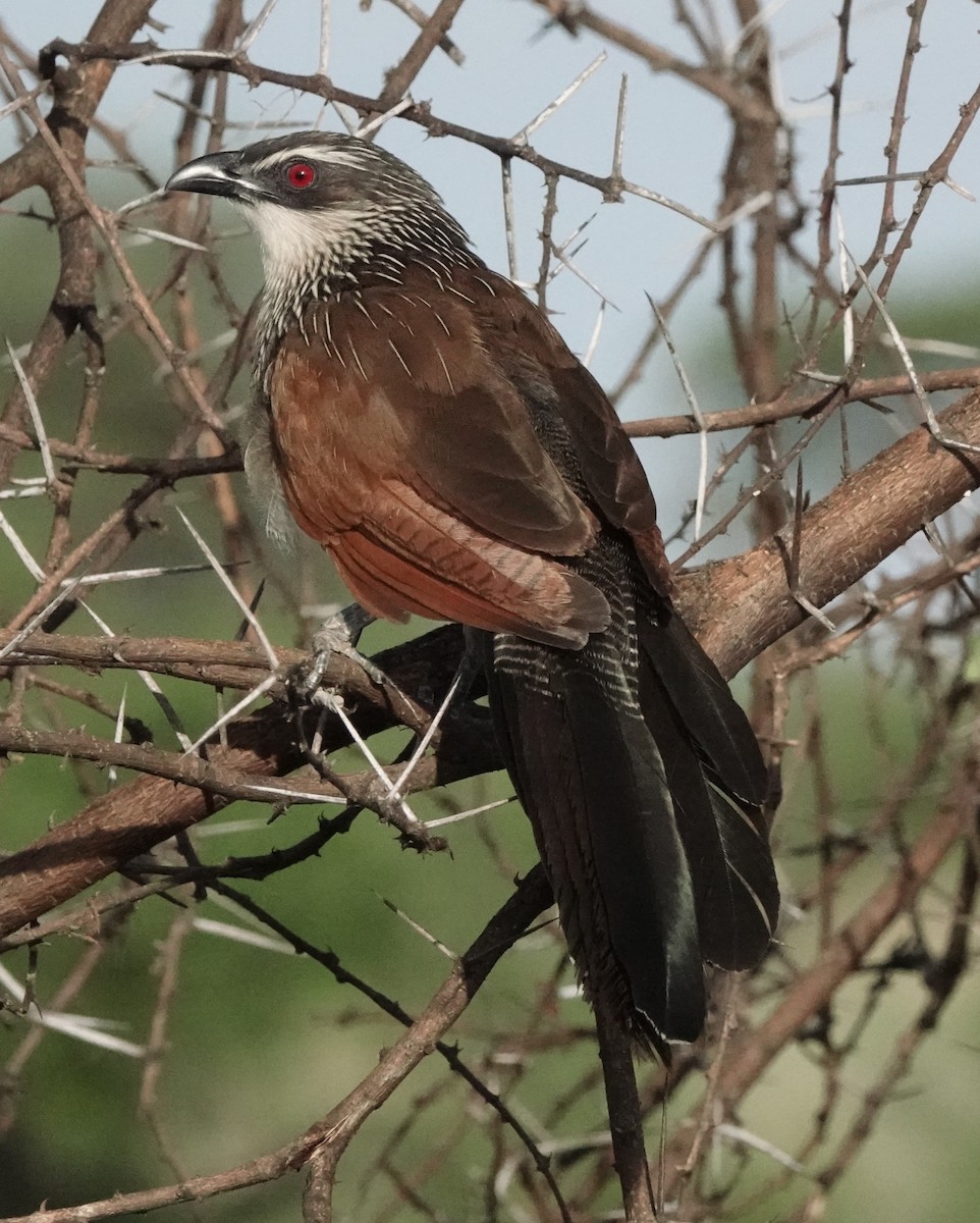 White-browed Coucal - ML620559846