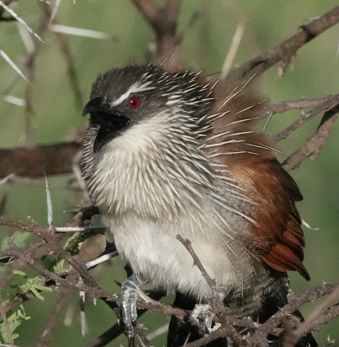 White-browed Coucal - ML620559850