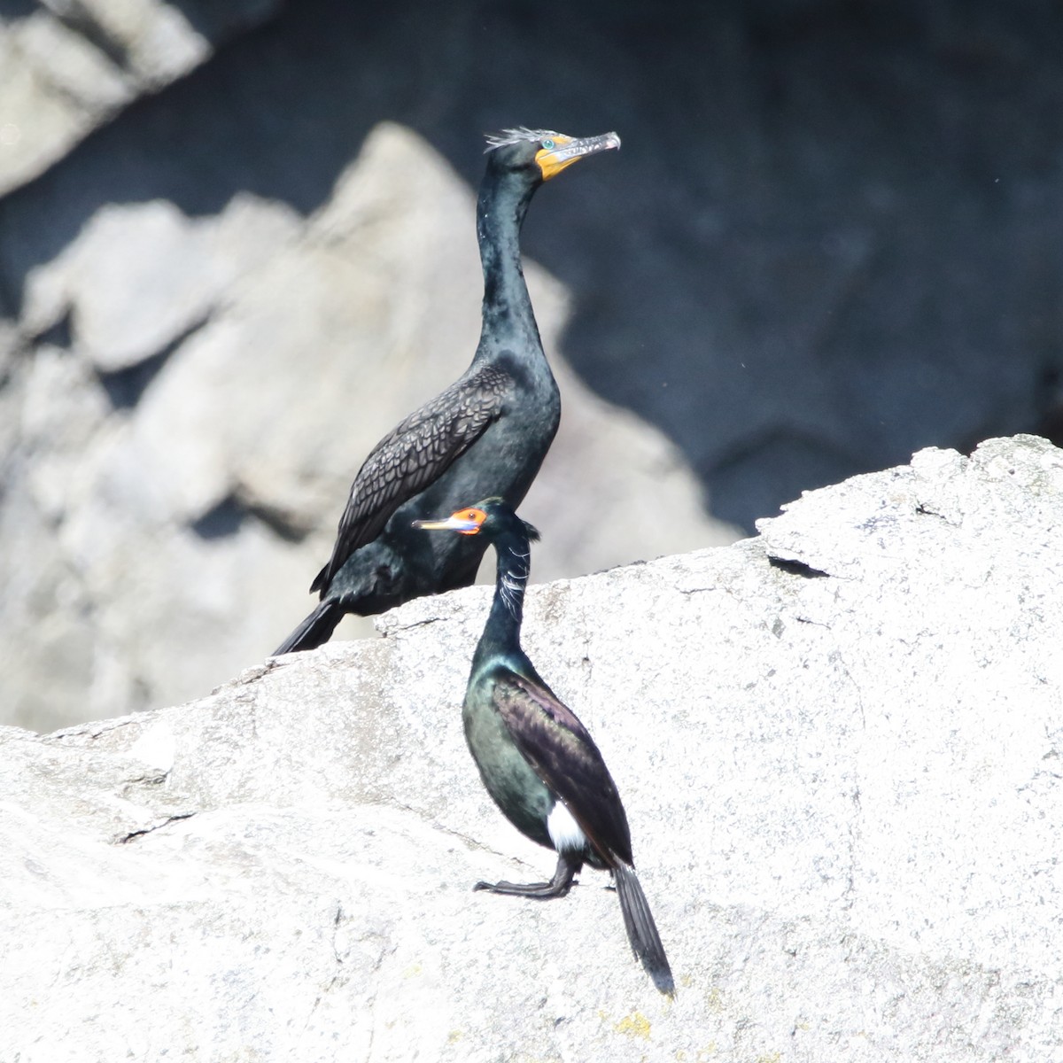 Double-crested Cormorant - Kenny Benge