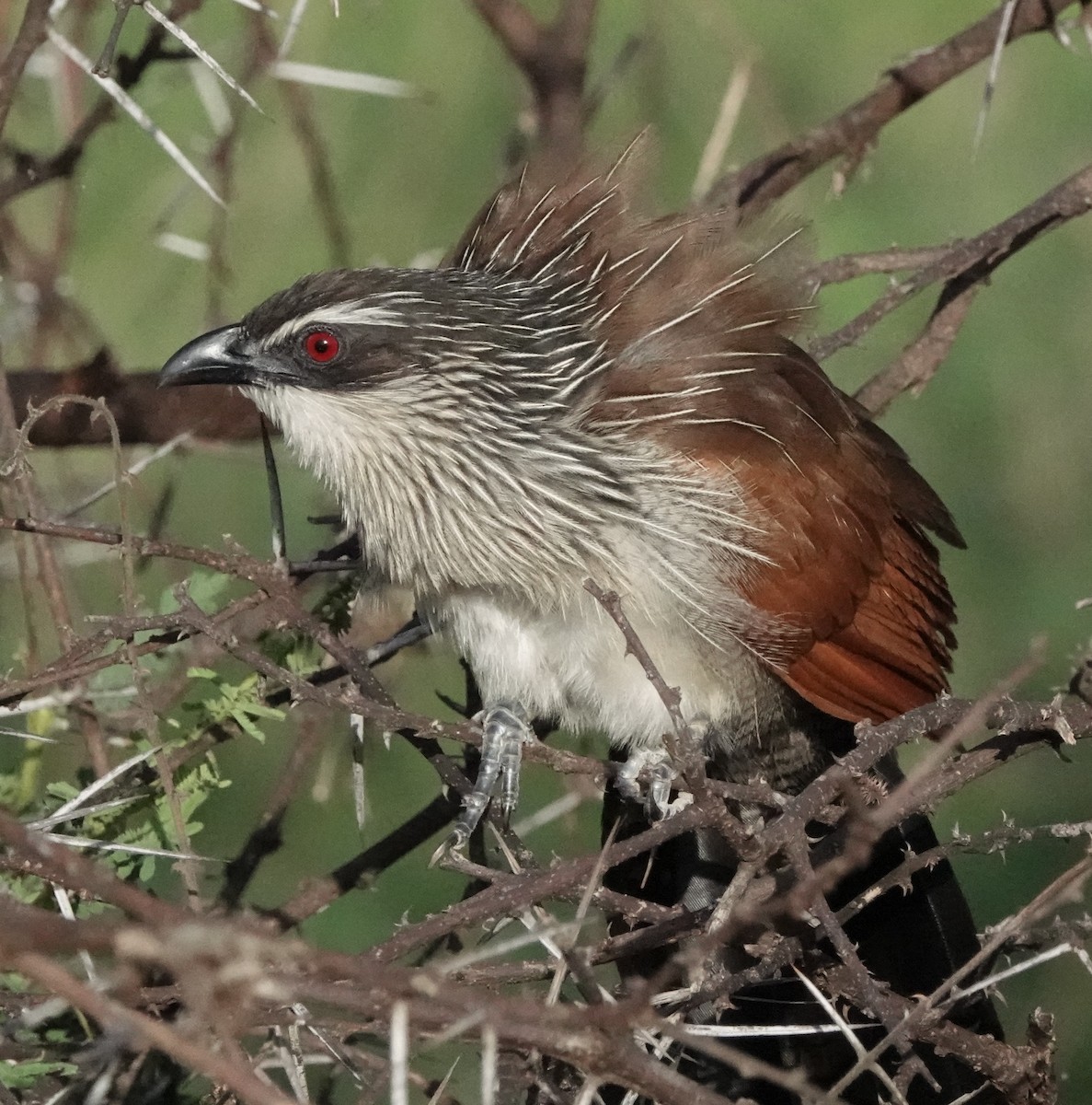 White-browed Coucal - ML620559852