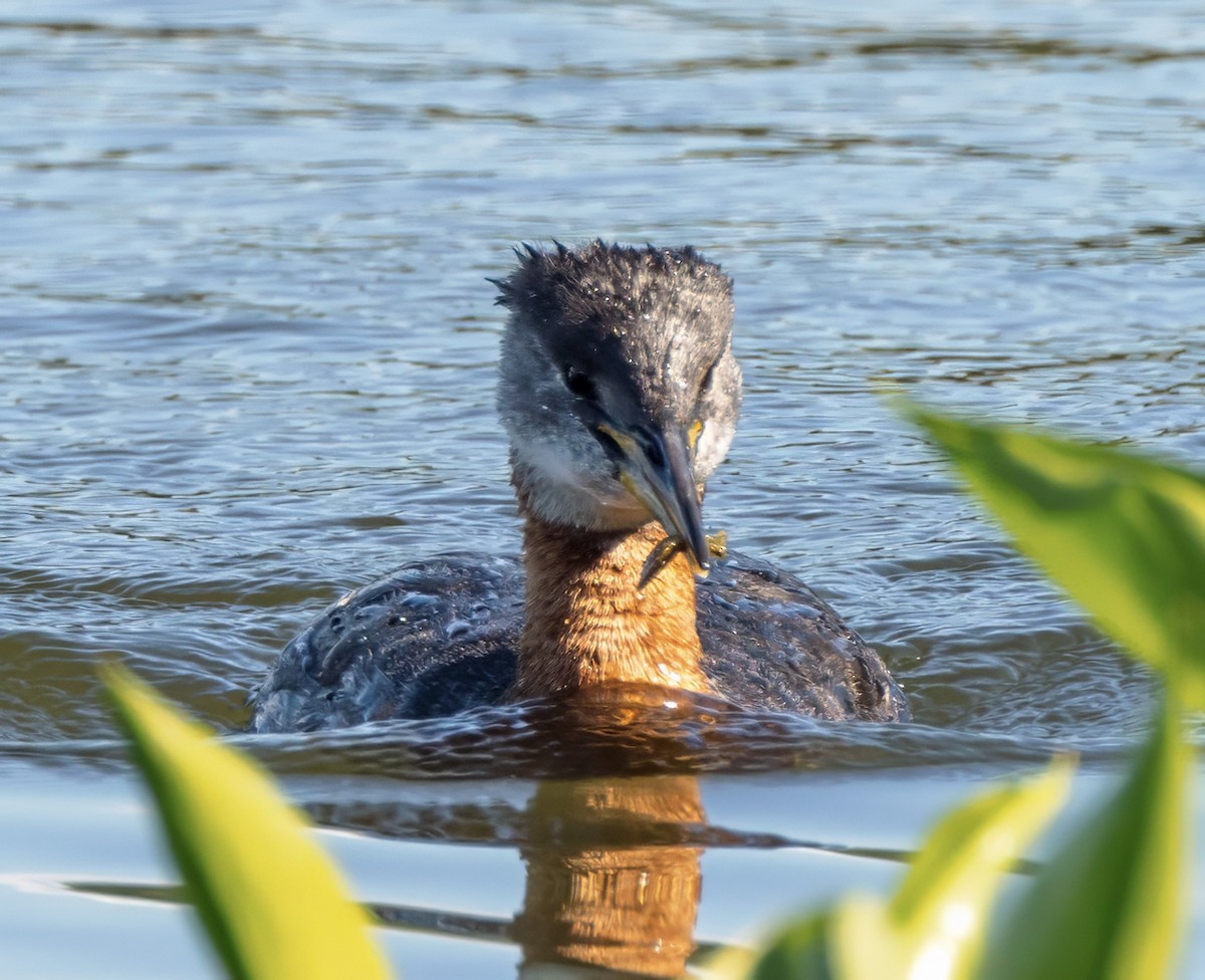 Red-necked Grebe - ML620559853