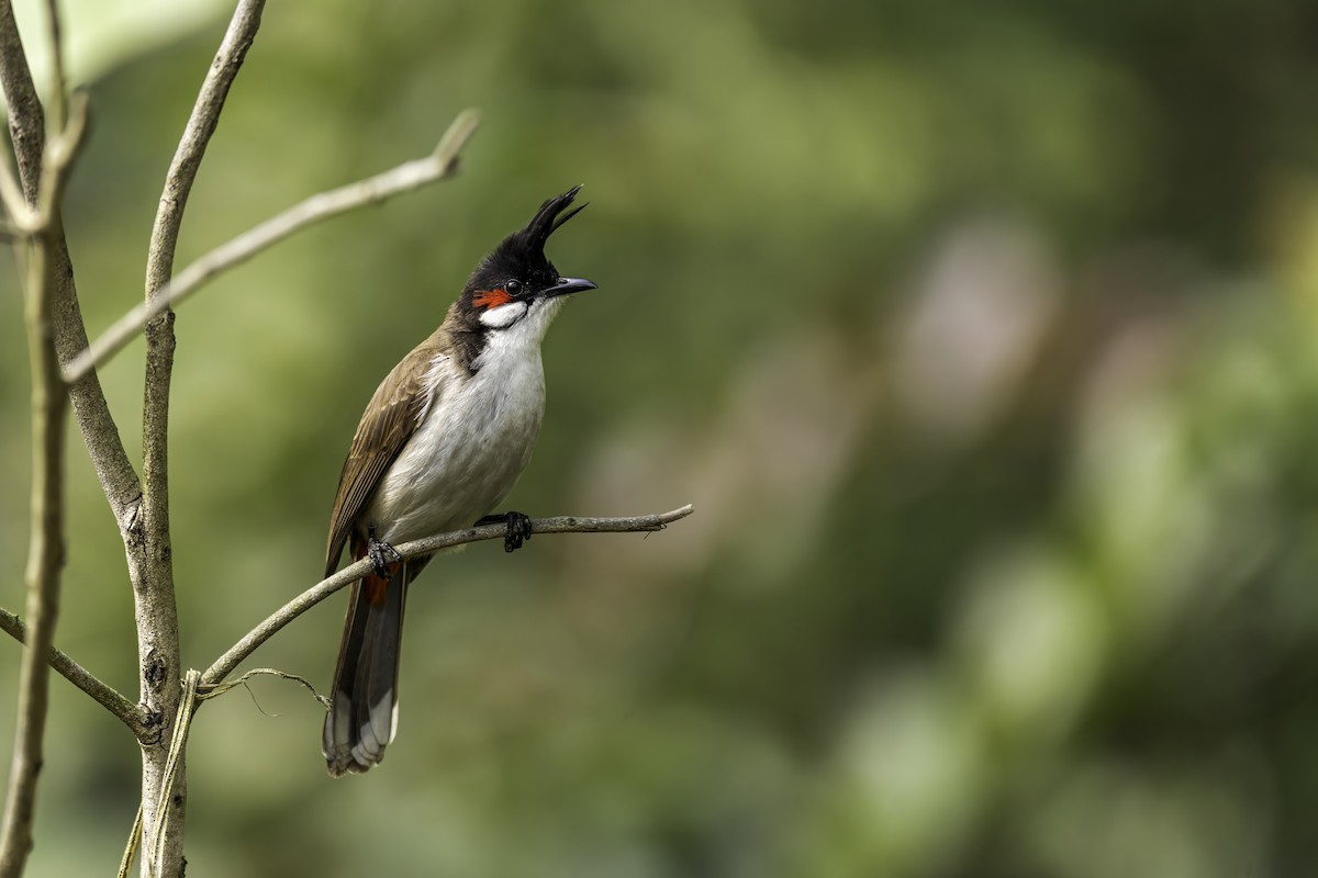 Red-whiskered Bulbul - ML620559856