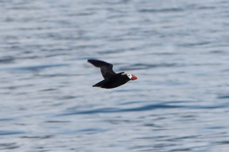 Tufted Puffin - ML620559871