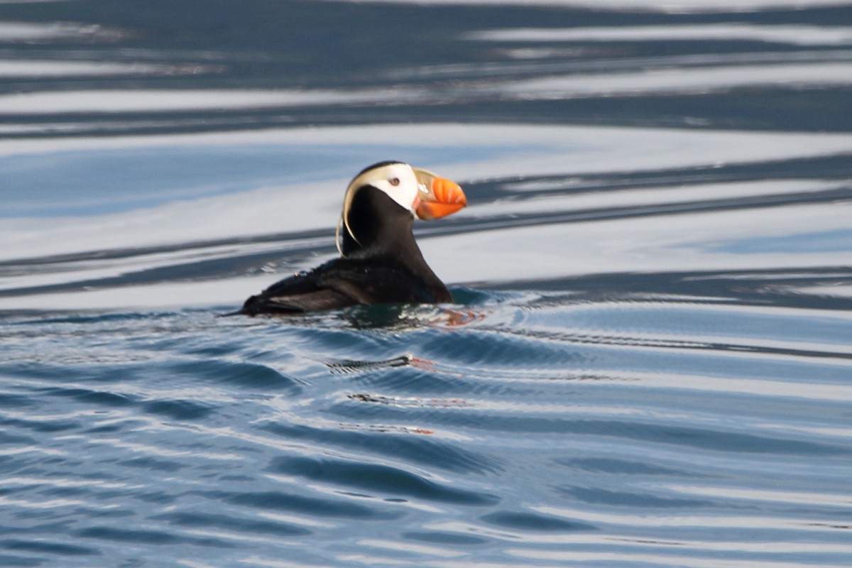 Tufted Puffin - ML620559872