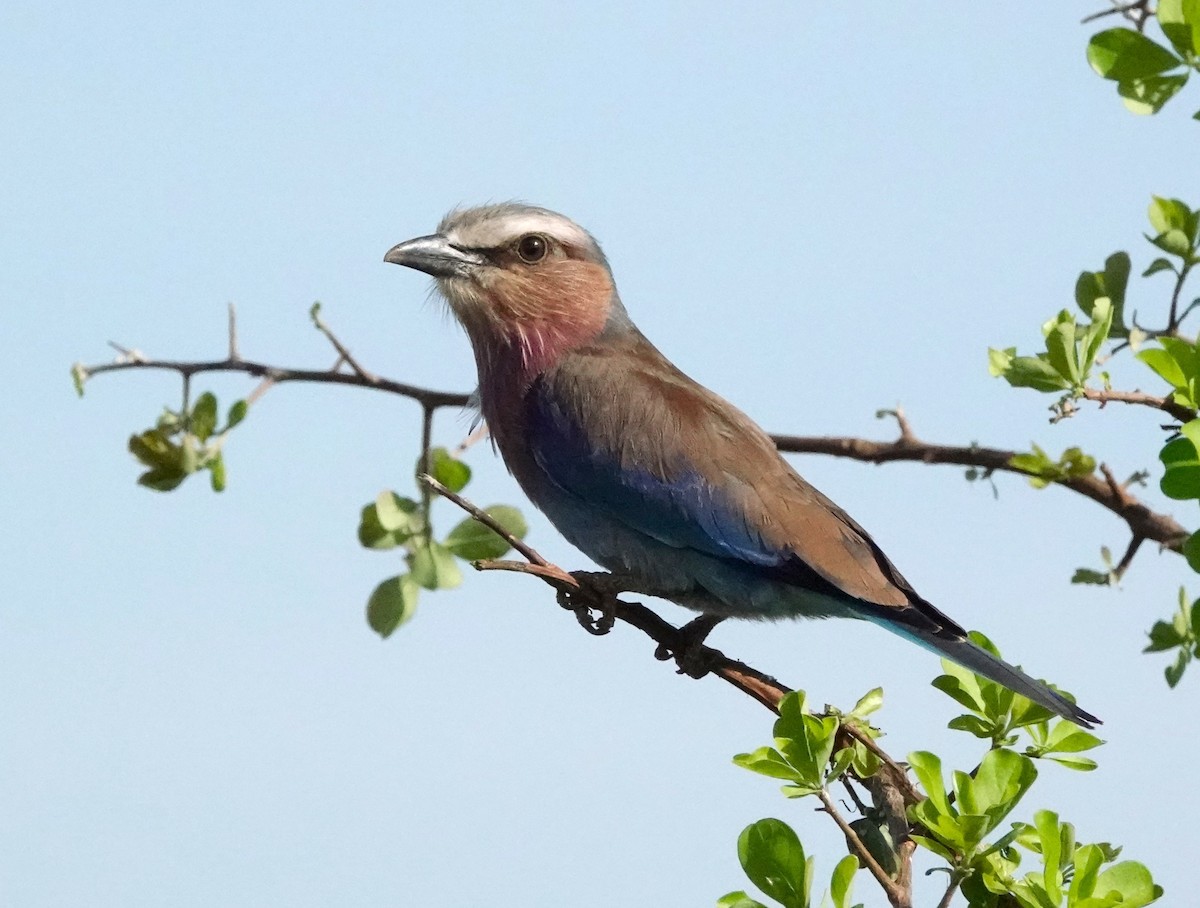 Lilac-breasted Roller - ML620559873