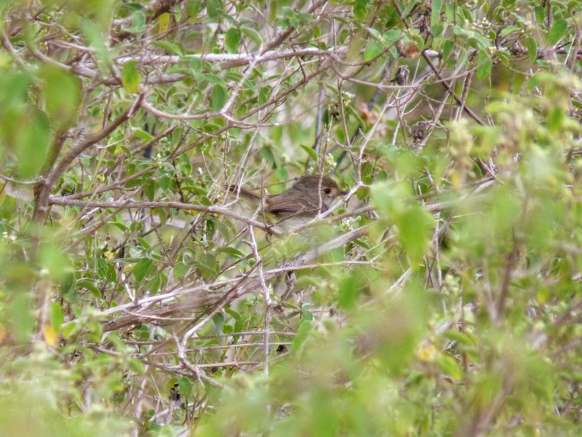 Fulvous-crowned Scrub-Tyrant - ML620559886