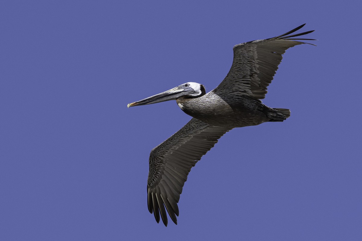 pelikán hnědý - ML620559912