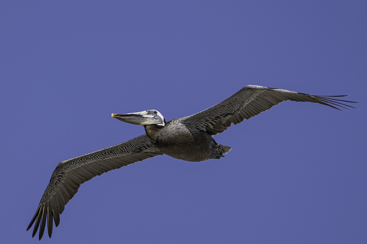 pelikán hnědý - ML620559914