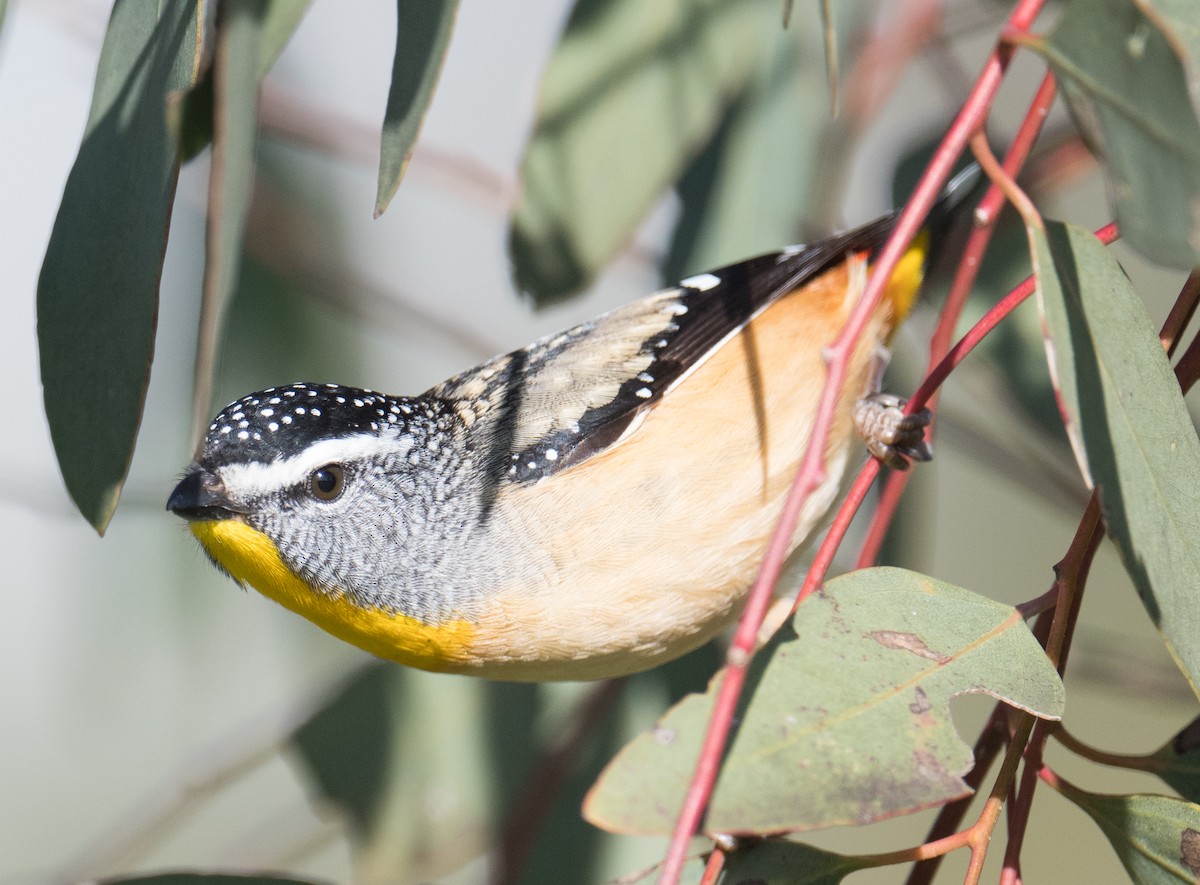 Spotted Pardalote - ML620559917