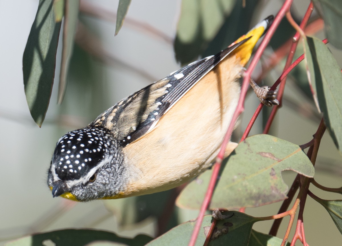 Pardalote pointillé - ML620559919