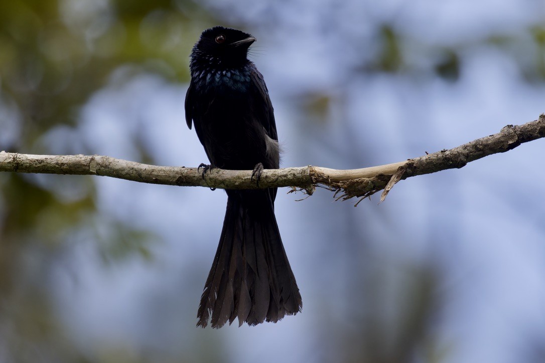Lesser Racket-tailed Drongo - ML620559922
