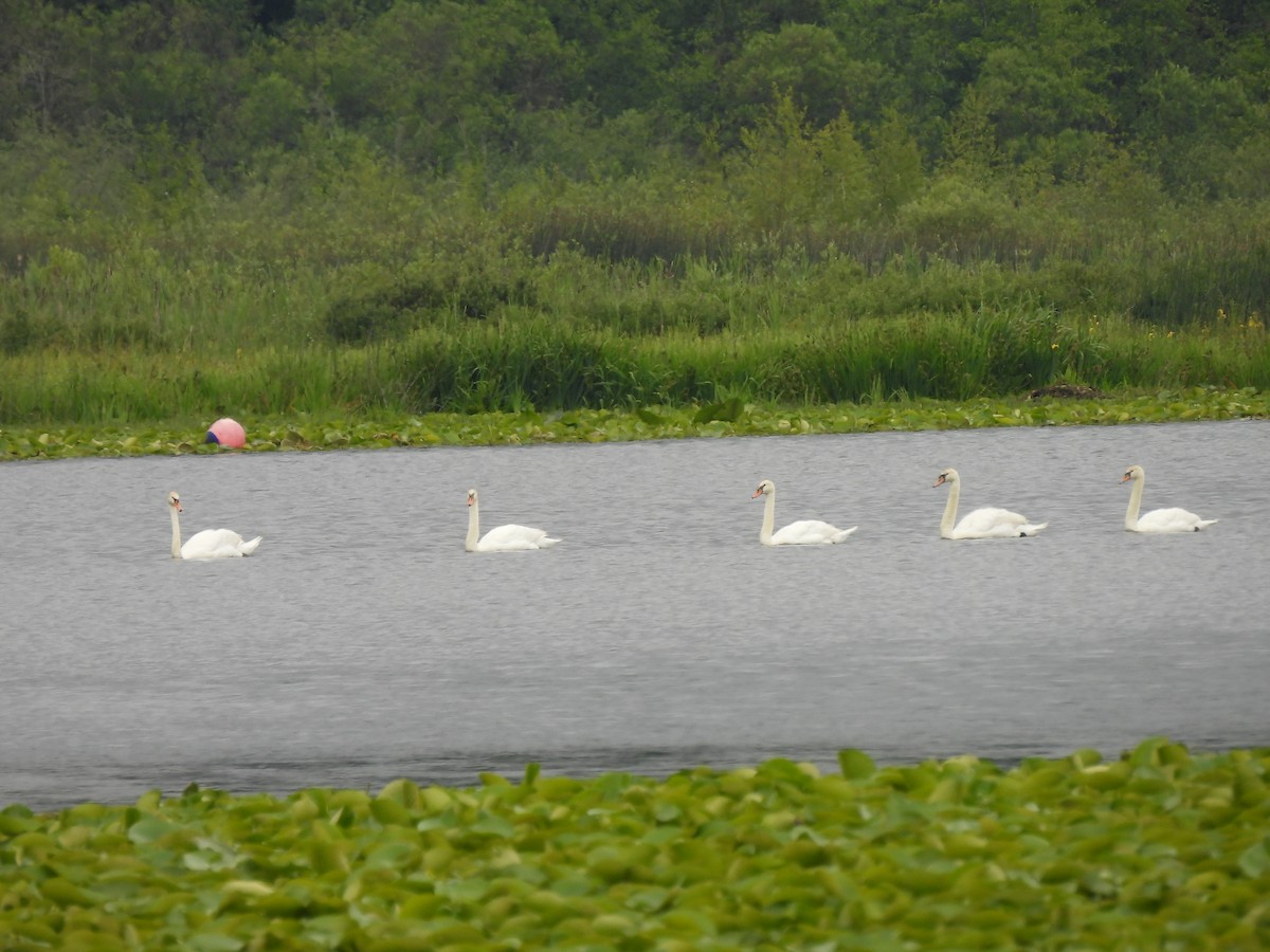 Mute Swan - ML620559925