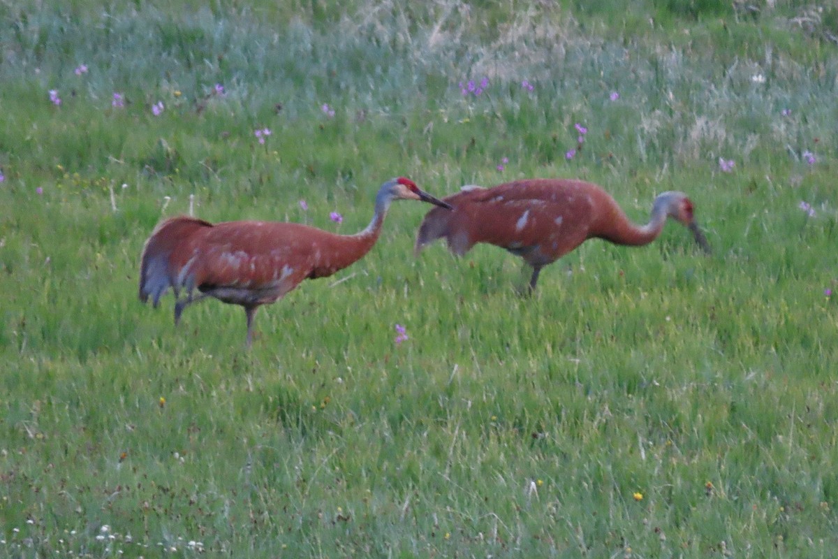 Grulla Canadiense - ML620559941