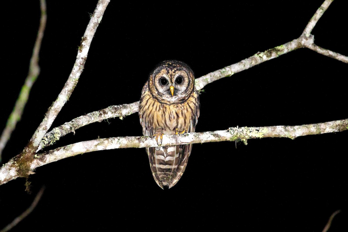 Fulvous Owl - ML620559944