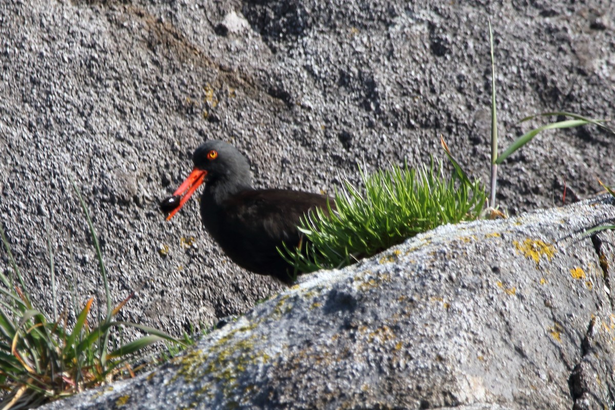 Black Oystercatcher - ML620559949