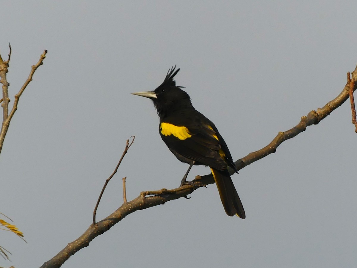 Yellow-winged Cacique - ML620559952