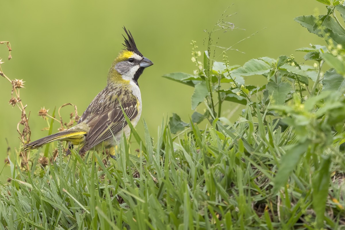 Yellow Cardinal - ML620559955