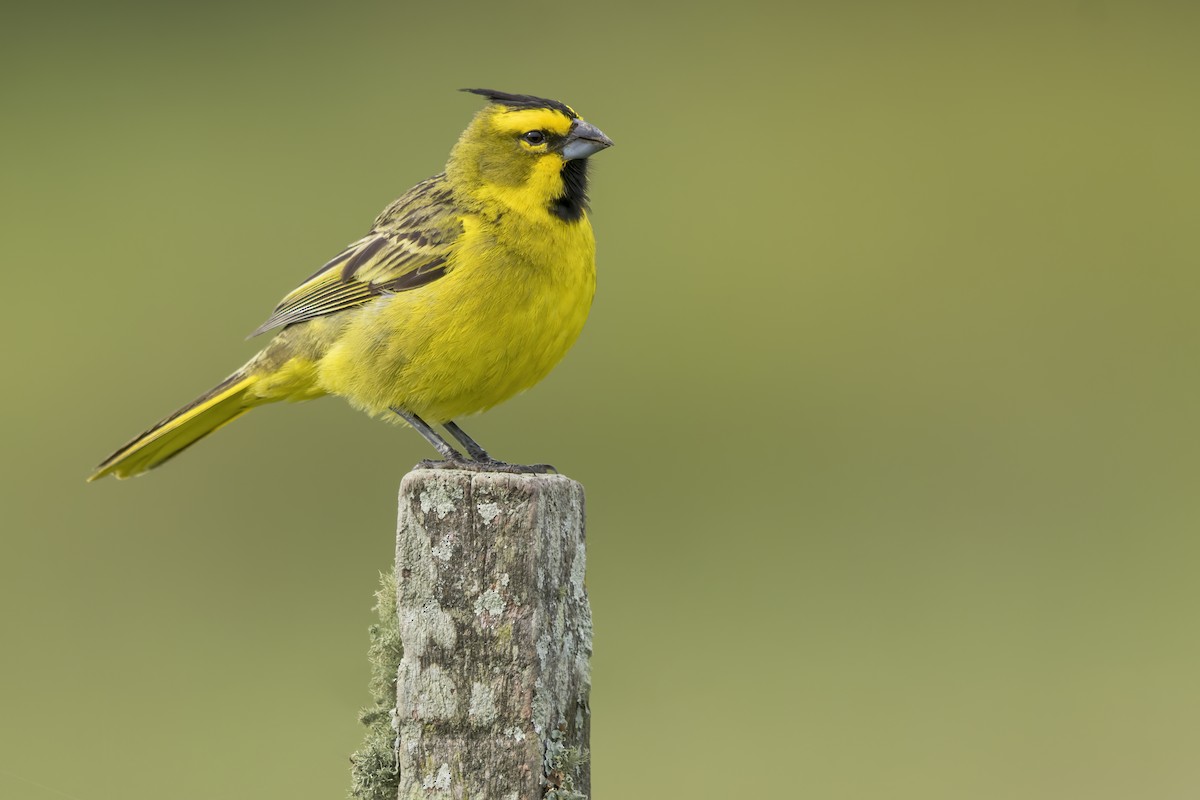 Yellow Cardinal - ML620559958