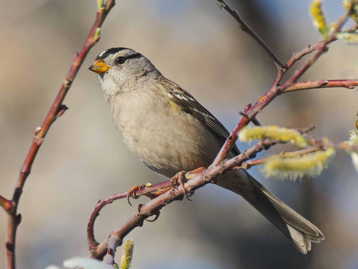 White-crowned Sparrow (pugetensis) - ML620559965