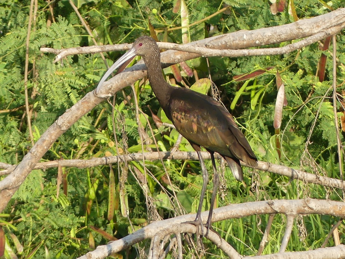 White-faced Ibis - ML620559974