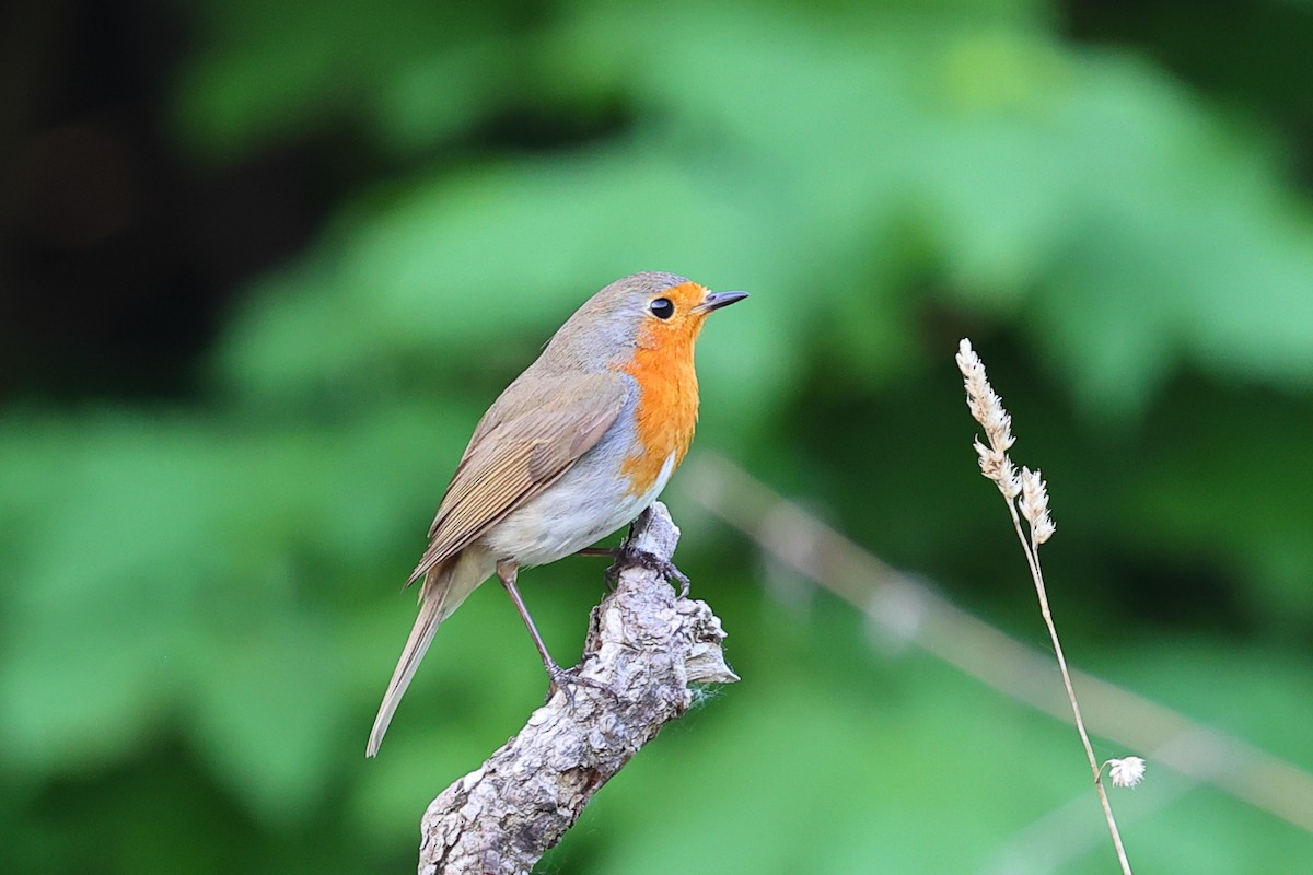 European Robin - ML620559978