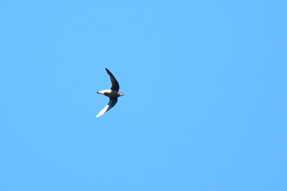 White-throated Needletail - ML620559984