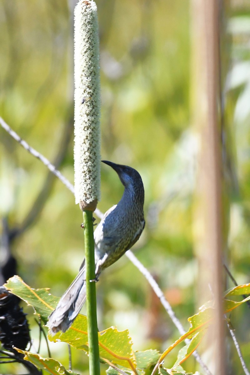 Little Wattlebird - ML620559987