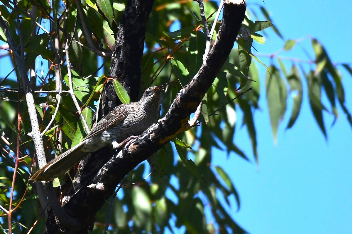 Little Wattlebird - ML620559988