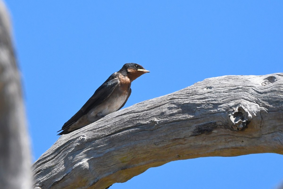 Golondrina Australiana - ML620559990