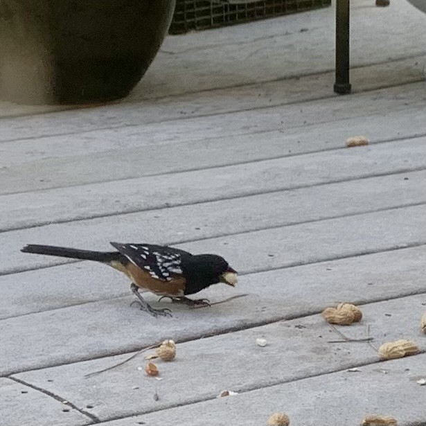 Spotted Towhee - ML620559992