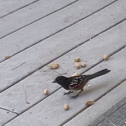 Spotted Towhee - ML620559993
