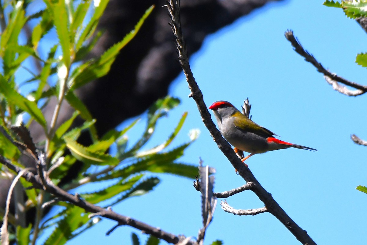 Red-browed Firetail - ML620559994