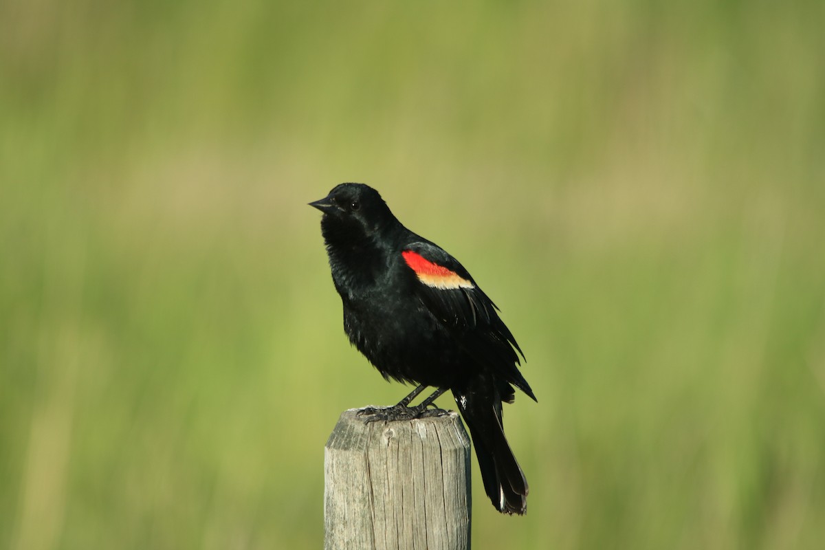 Red-winged Blackbird - ML620559998