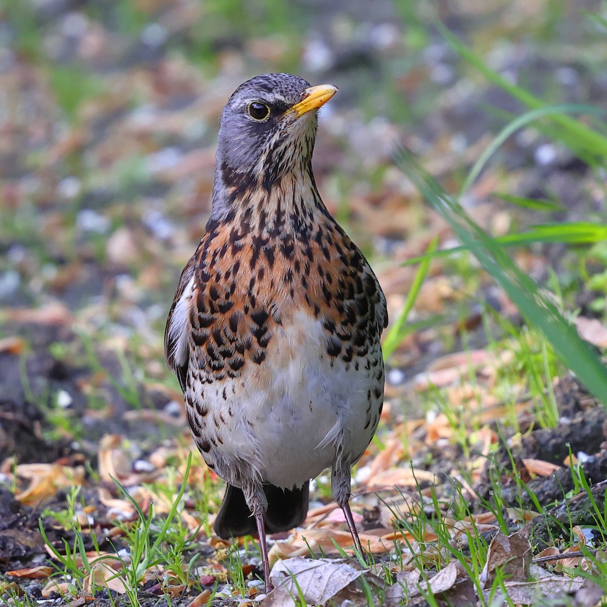 Fieldfare - ML620559999