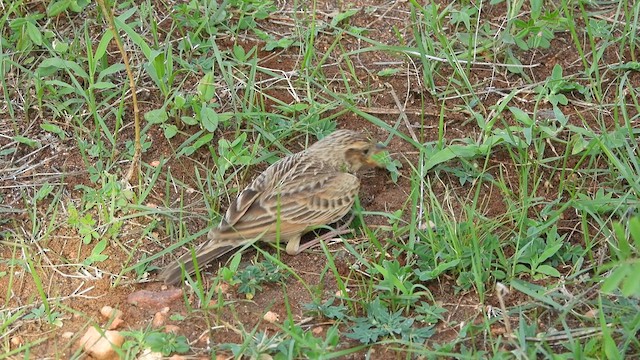 Singing Bushlark - ML620560004