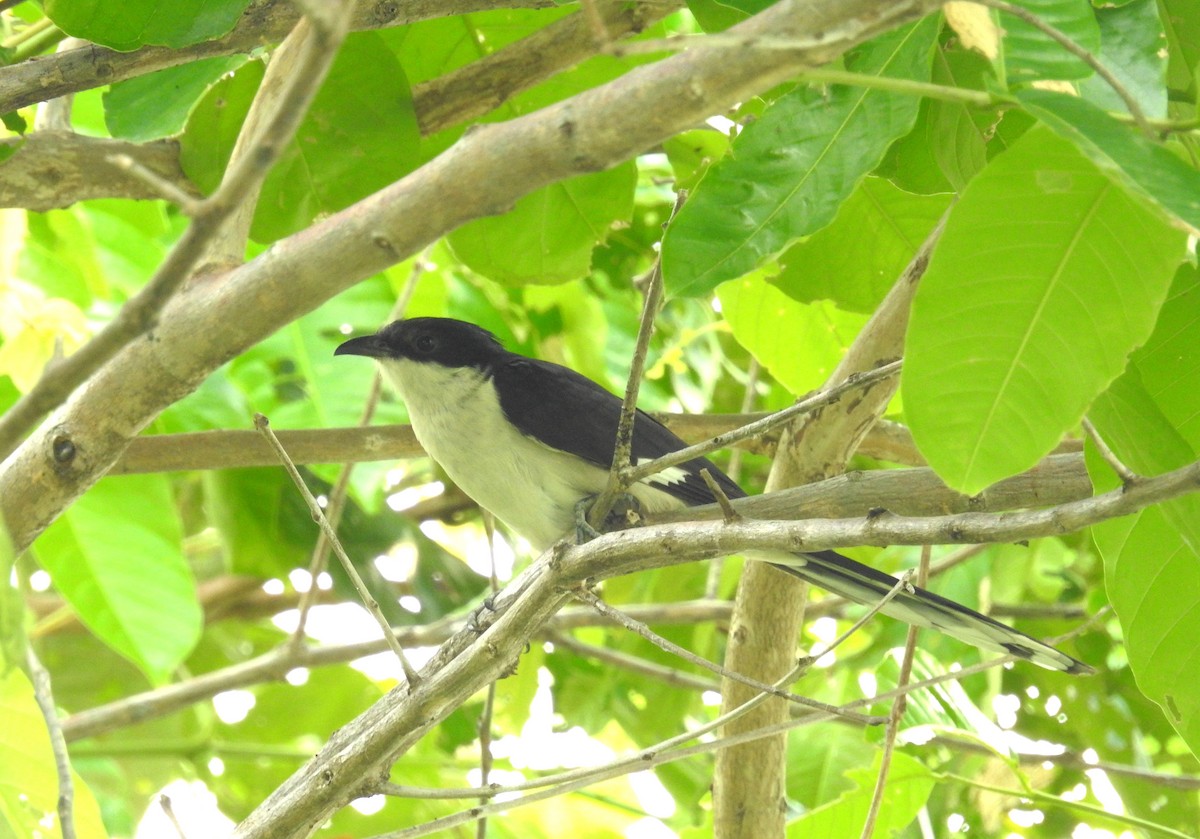 Pied Cuckoo - ML620560009