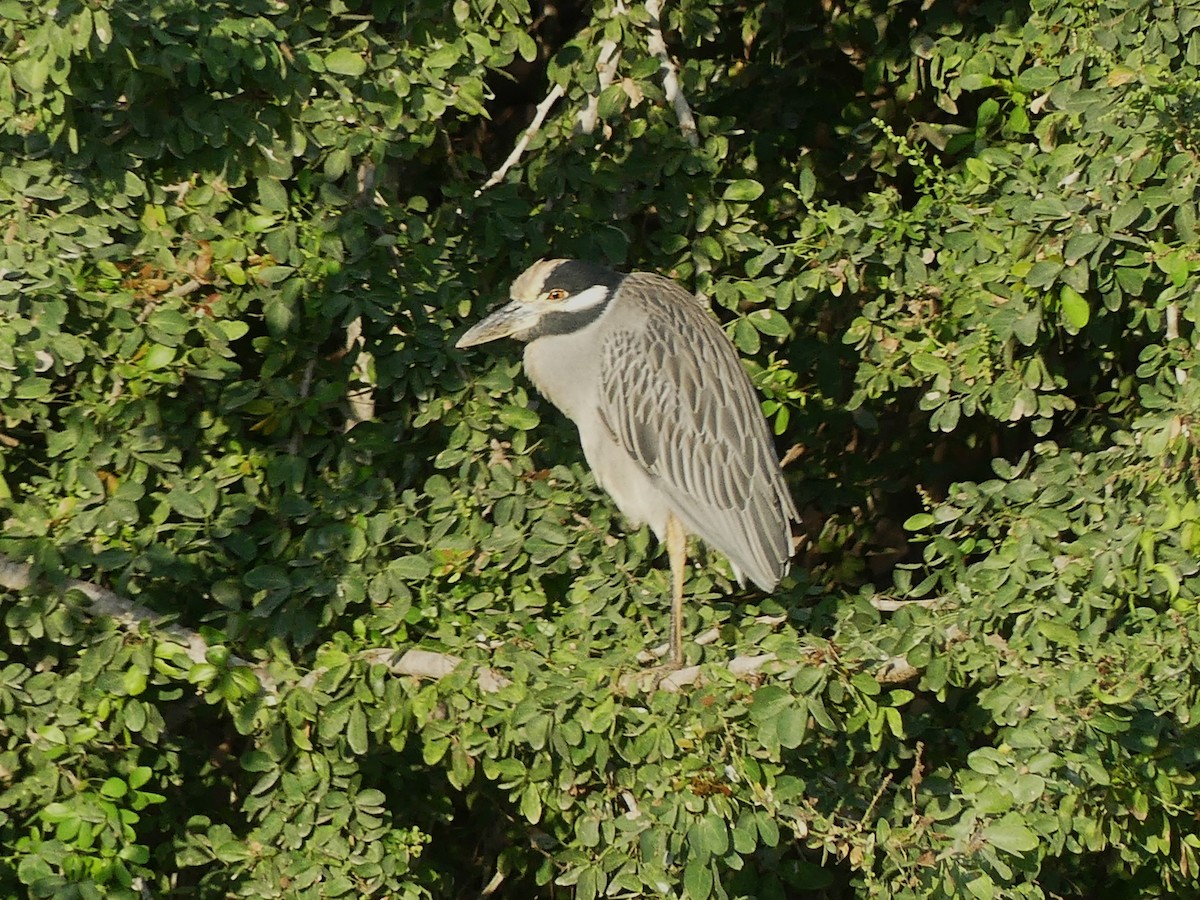 Yellow-crowned Night Heron - ML620560016