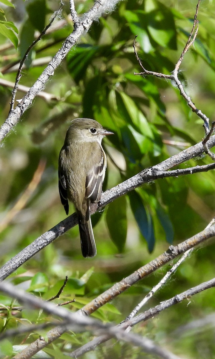 Least Flycatcher - ML620560017